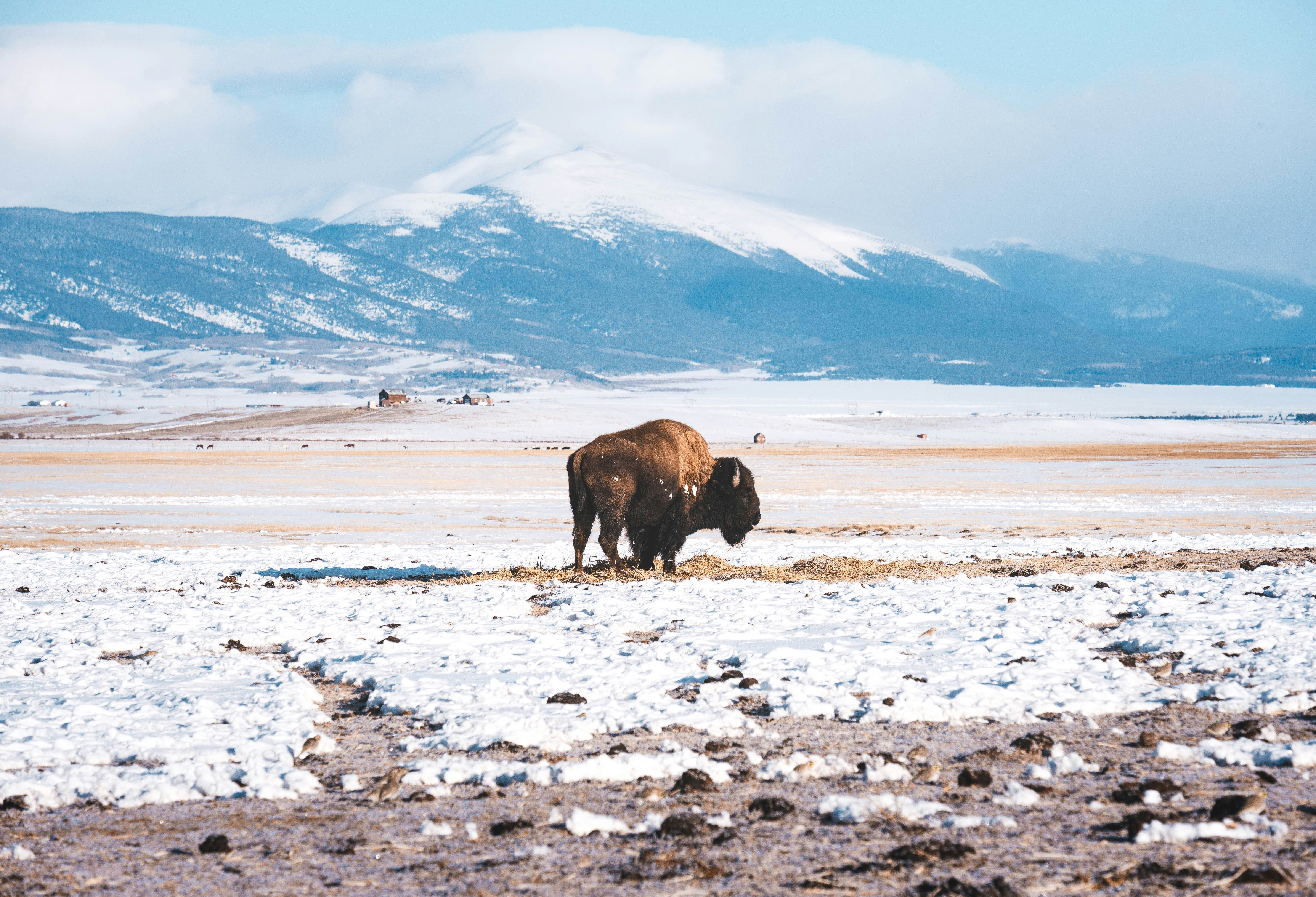 brown bison on white snow covered field during daytime